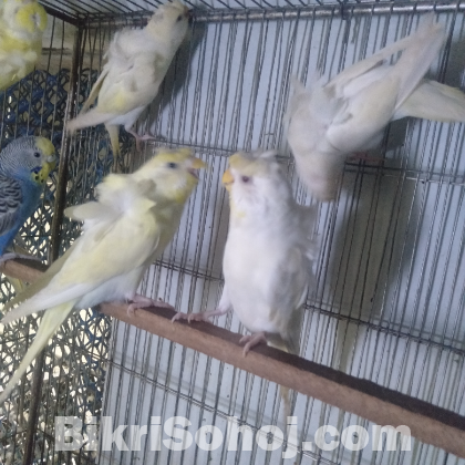 Japanese Budgerigar